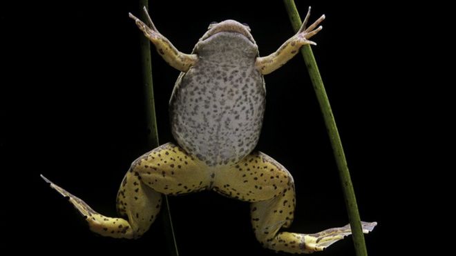 Sapo Xenopus