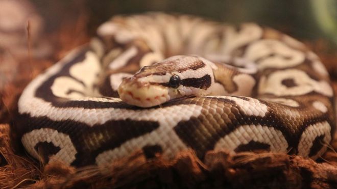A ball python photographed at the Toronto Christmas Pet Expo