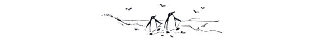 Иллюстрация пингвина