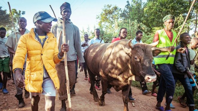 Люди, идущие рядом с быком в западной Кении