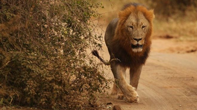 Il y a des craintes que les lions échappés ne s'en prennent au bétail dans les fermes près de Matsulu
