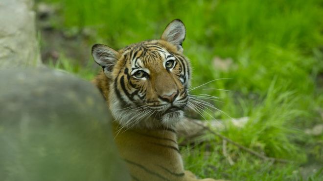 Un tigre malayo en el zoológico del Bronx el 27 de abril.