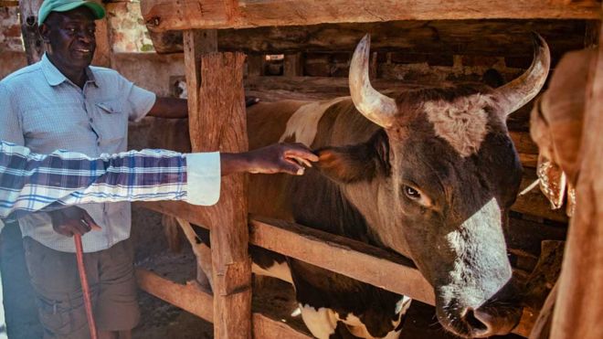 Джеральд Ашионо, председатель местной группы поддержки владельцев быков, смотрит на своего призового быка Имбонго в западной части Кении