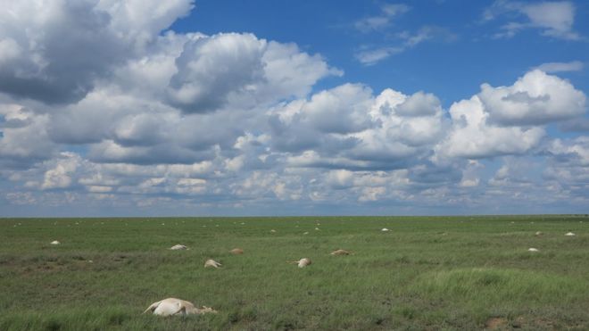 Saigas died in large numbers across the Betpak-Dala region of Kazakhstan