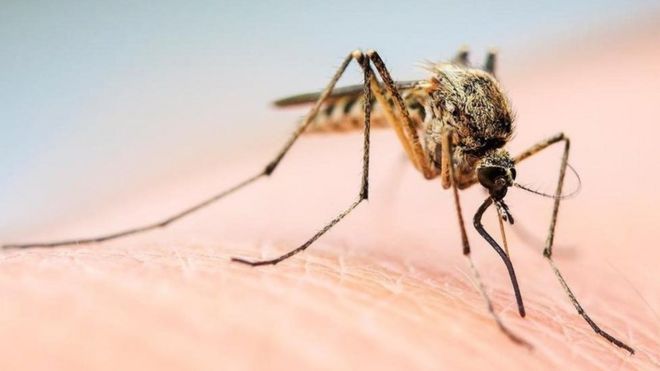 மதுபானம் குடிப்பவரை கொசுக்கள் அதிகம் கடிப்பது ஏன்?