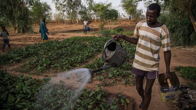 Мужчина поливает овощи в Мали