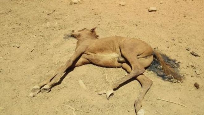 Одна из мертвых диких лошадей обнаружена в месте с сухой водой