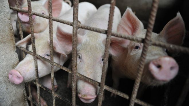 Cerdos en China