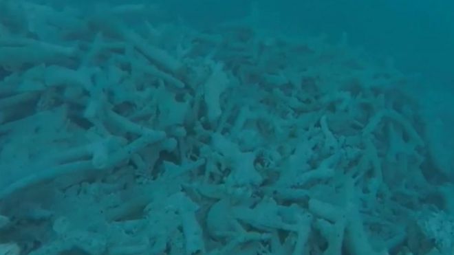 中国の密漁船によって白化した南シナ海のサンゴ礁