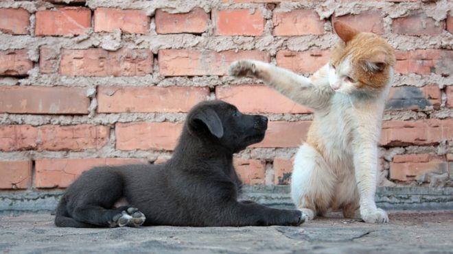 Собака и кошка играют