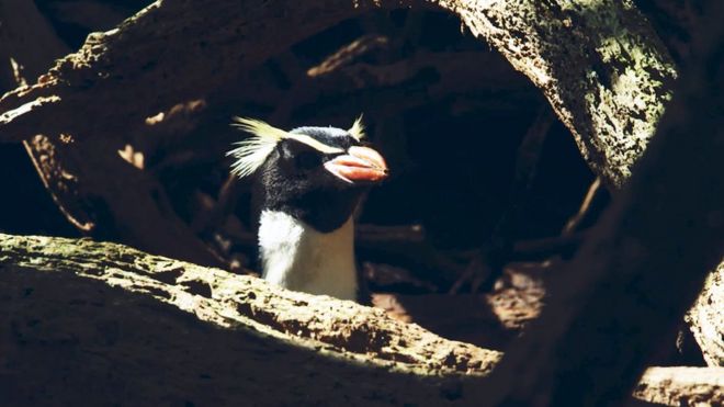 Пингвин в ловушках