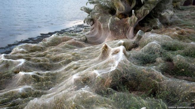 Plantas y Ã¡rboles cubiertos por la telaraÃ±a.