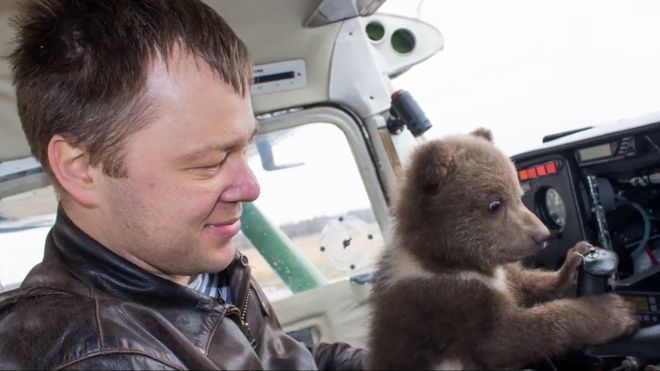 Мансур, русский медведь, который живет на аэродроме, 2019