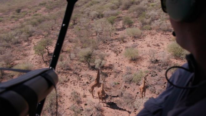 Пассажир вертолета рассматривает трех жирафов в окружении редких деревьев и сухой земли