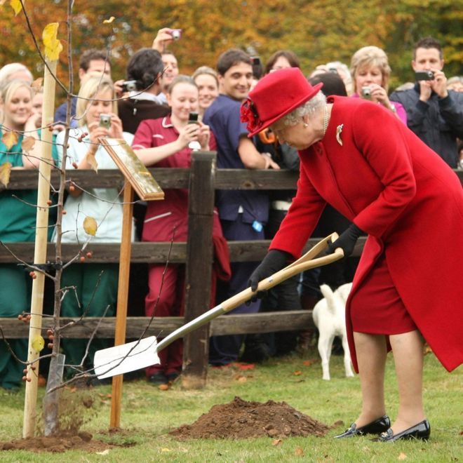 Королева Елизавета II сажает дерево в Ньюмаркетт Траст Здоровья Животных во время королевского визита, который ознаменовал ее 50-й год покровителем благотворительной организации