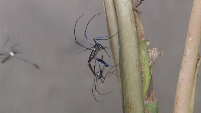 Mosquito silvestre