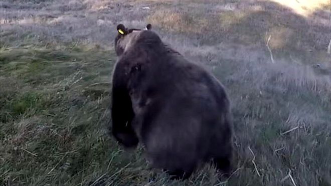 Сорита - выпущен один из двух бурых медведей, октябрь 2018 г.