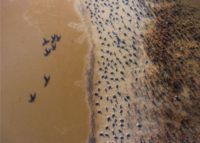 பறவைகள்