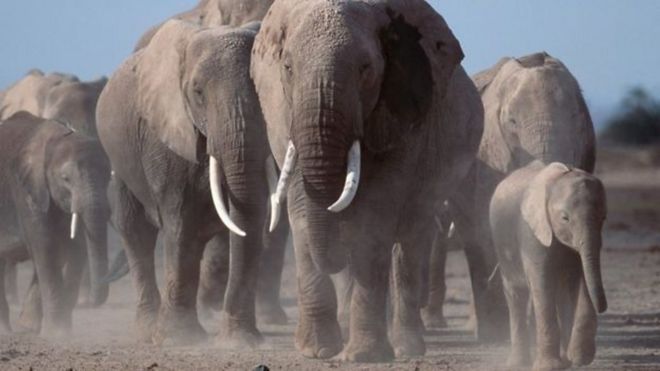Gajah liar