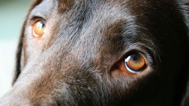 மனிதர்களை கவர்வதற்காக நாயின் கண்கள் பரிமாண வளர்ச்சி பெற்றுள்ளது