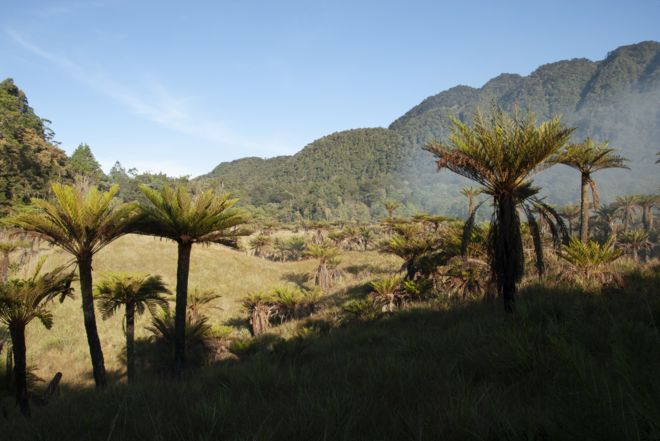 Древесные папоротники в горах Кромвель в Папуа-Новой Гвинее
