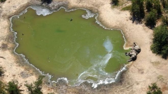 Imagem aérea de elefante morto em Botsuana