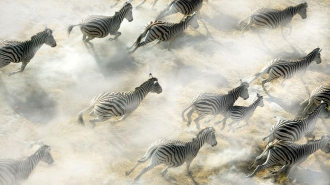 Em foto tirada desde cima, varias zebras correm em meio a poeira saindo do solo