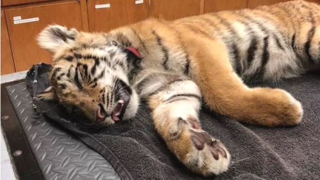 Бессознательный тигренок найден на границе США и Мексики