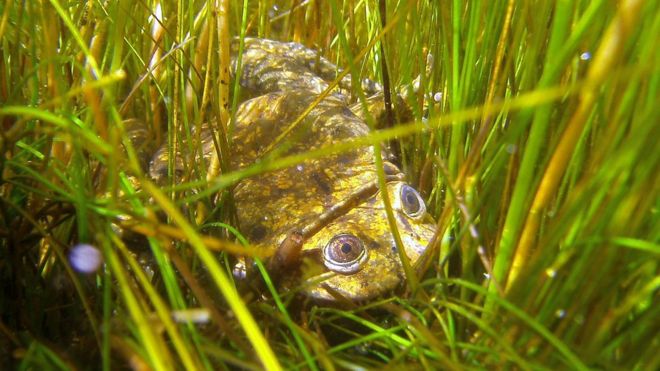 Rã gigante do lago Titicaca em seu habitat