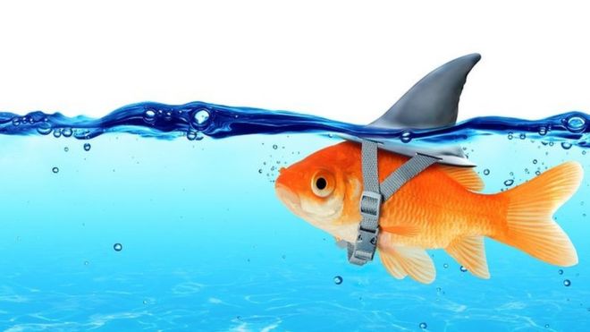 தங்க மீன்