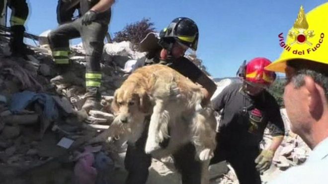 Firefighter holds rescued dog