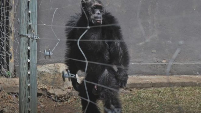 chimpanzé em pé