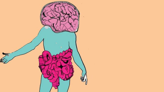 Иллюстрация мозга и кишечника