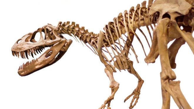 டைனோசர்களின் கல்லறையை ஆடு மேய்ப்பவர் கண்டறிந்தது எப்படி?