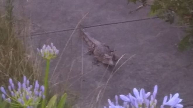 A crocodile found on a Melbourne footpath on Christmas Day