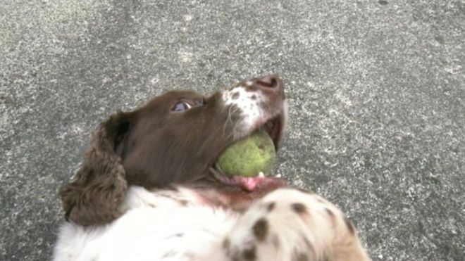 Полицейская собака Белла играет с теннисным мячом
