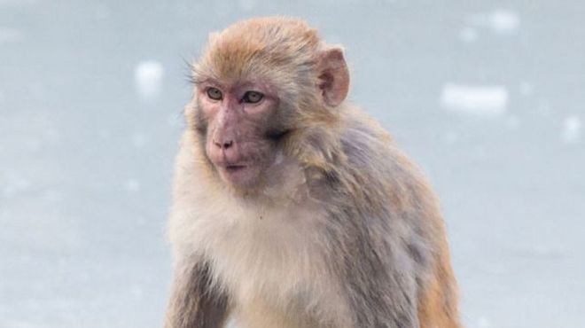 Monos Rhesus tuvieron resultados alentadores en pruebas de ensayo de vacunas contra el coronavirus.