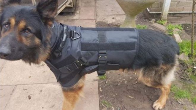 Полицейская собака в бронежилете