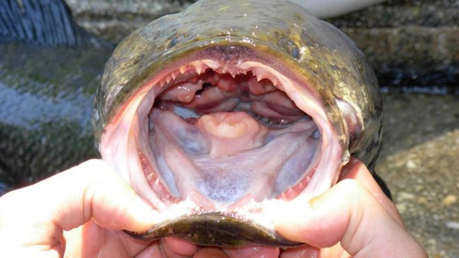 Snakehead fish with an open mouth