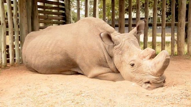 Helping Rhinos
