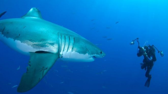 Amos Nachoum photographiant un grand requin blanc sous l'eau