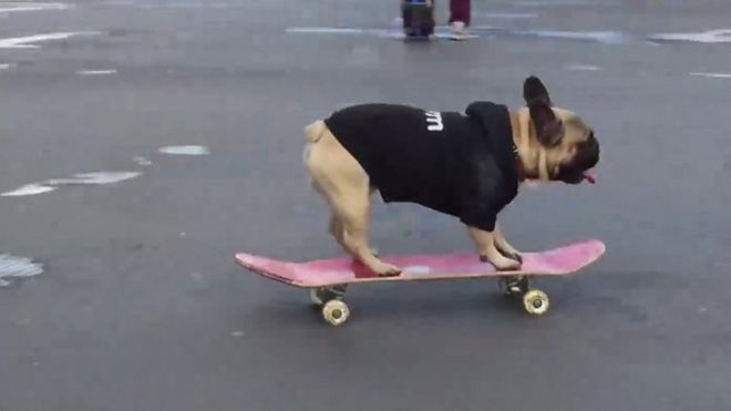 Собака