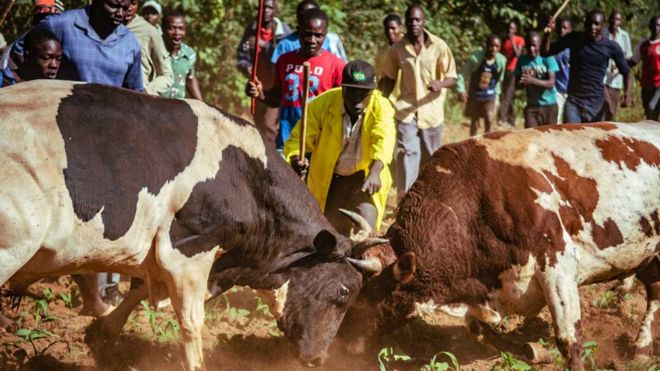 Люди, приветствующие, как два быка идут лицом к лицу в западной Кении