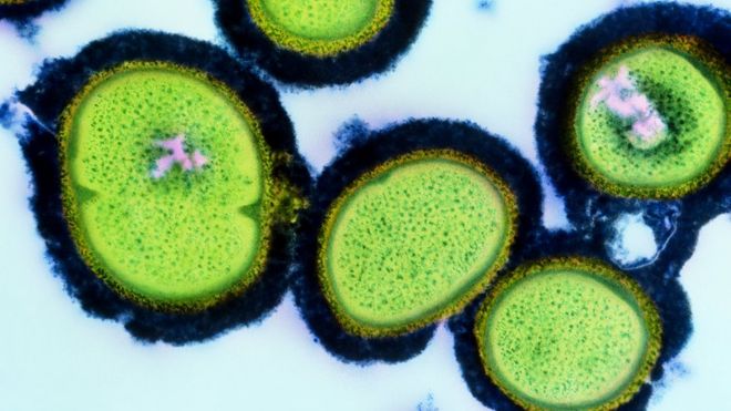 Устойчивые бактерии под микроскопом