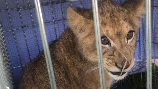 Fihote de leão em jaula encontrado na Holanda