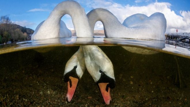 Two swans feeding under the lake water.