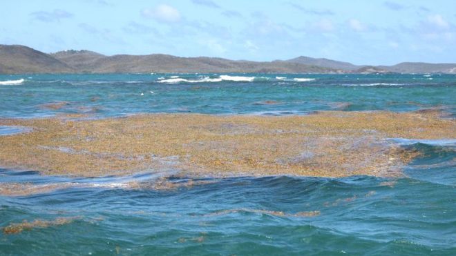 समुद्री शैवाल सरगैसम