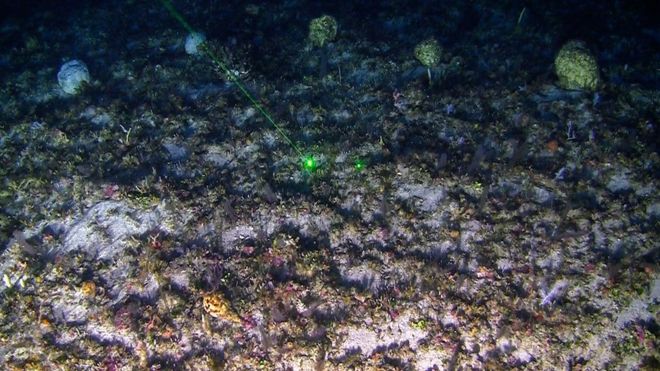 Изображение показывает коралловый риф, обнаруженный в бассейне Амазонки