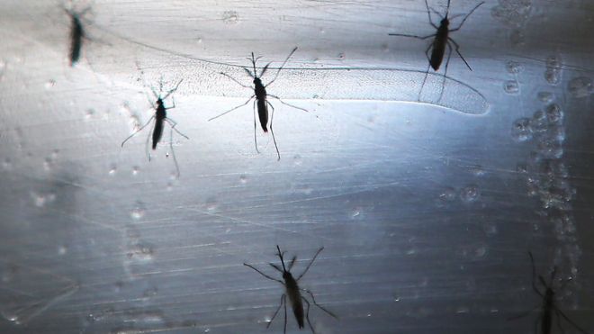 Aedes aegypti mosquitos are seen in a lab at the Fiocruz Institute on June 2, 2016 in Recife, Brazil.