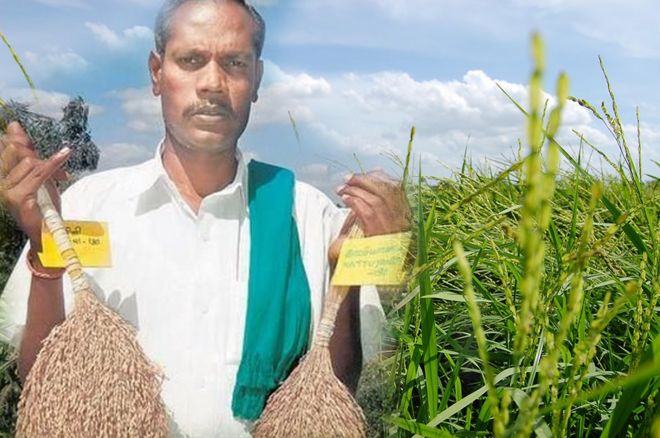 நெல் ஜெயராமன்